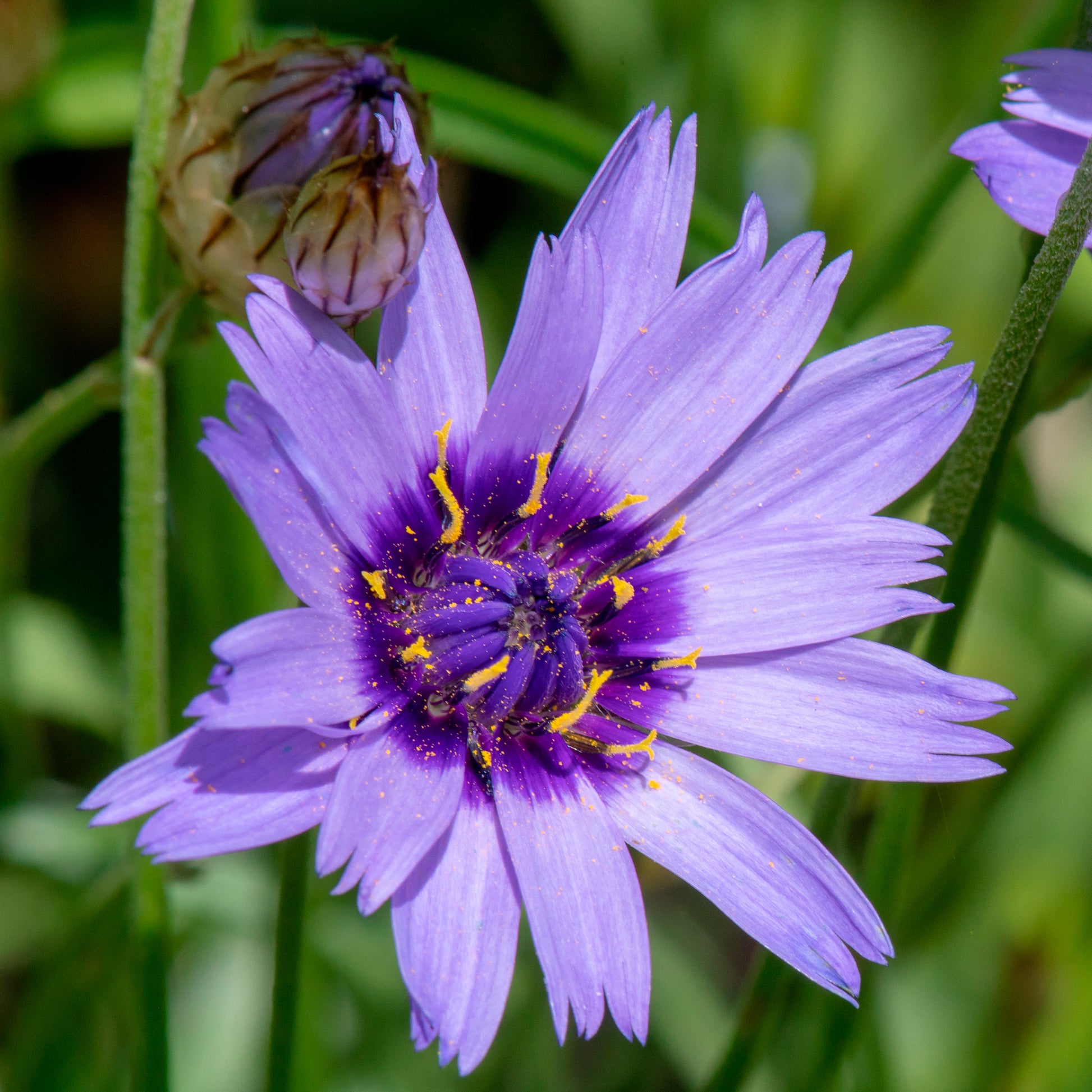 Blaue und weiße Stauden - Campanula, Lupinus, Catananche - Bakker