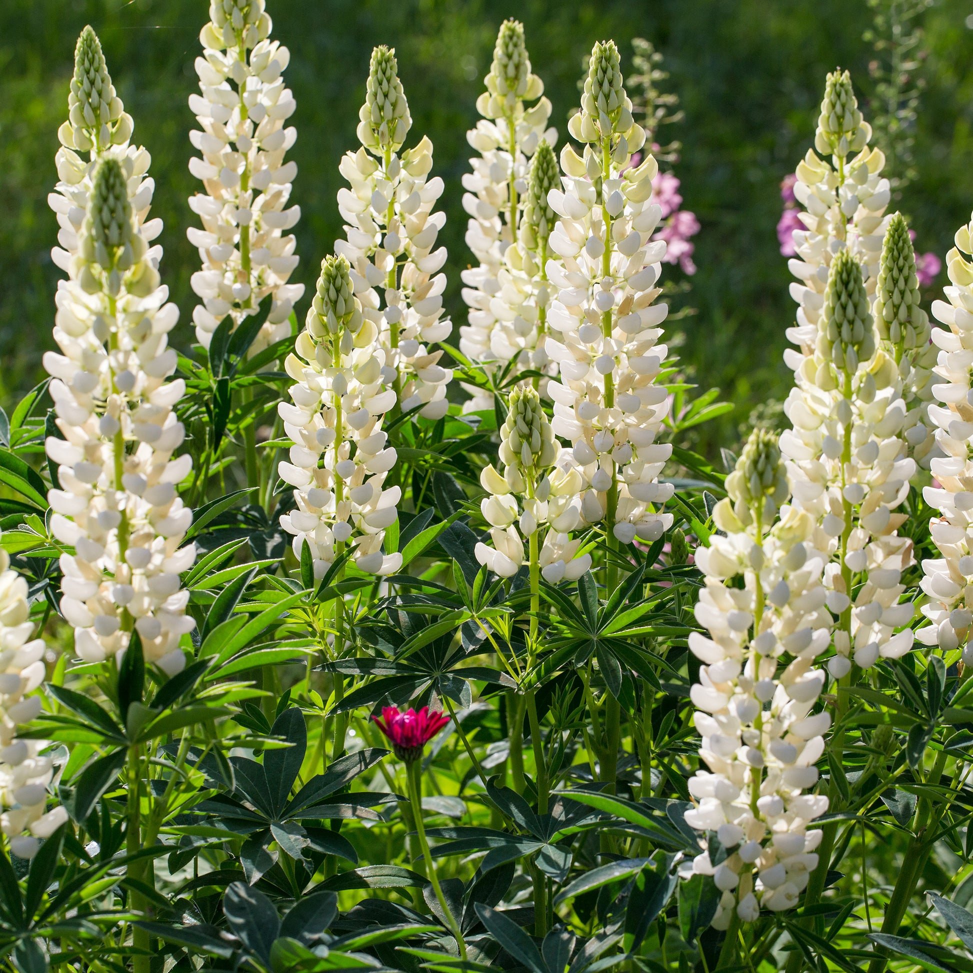 Campanula, Lupinus, Catananche - Blaue und weiße Stauden - Blühende Stauden