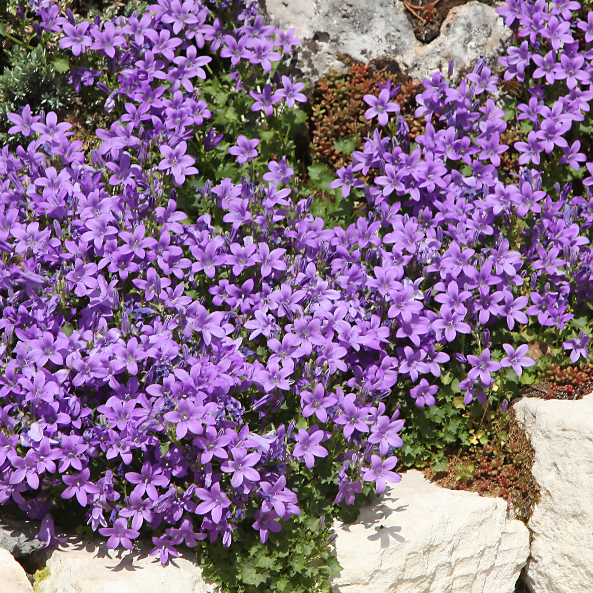 Blühende Stauden - Blaue und weiße Stauden - Campanula, Lupinus, Catananche