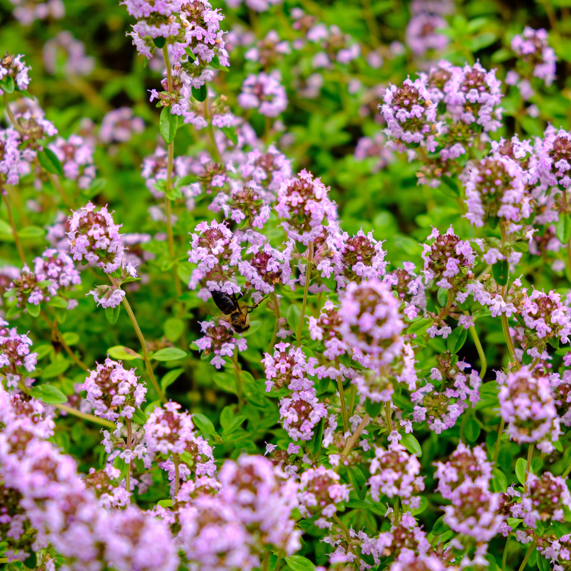 Blumiger Teppich in Rosa - Phlox, Saponaria, Thymus - Bakker
