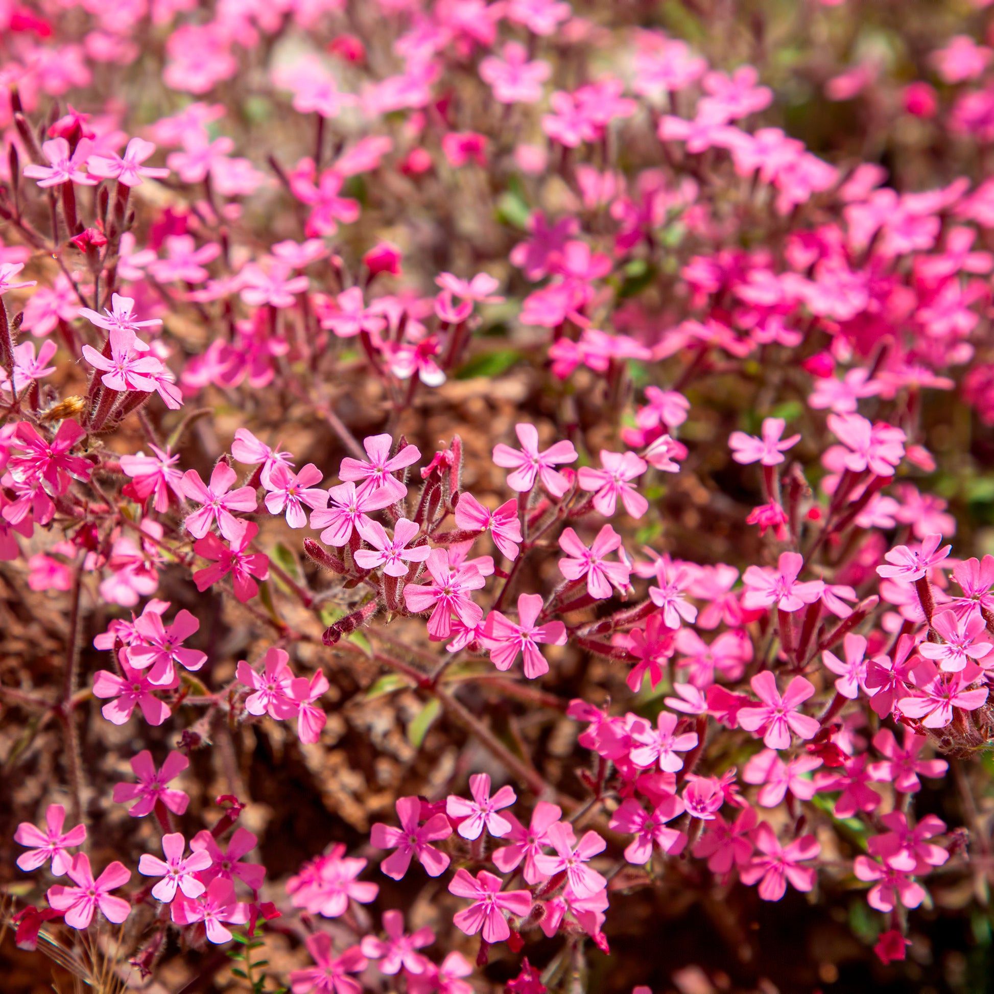 Blühende Stauden - Blumiger Teppich in Rosa - Phlox, Saponaria, Thymus