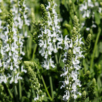 Blühende Stauden - Weiße und rosa Stauden - Delphinium, Salvia, Echninacea