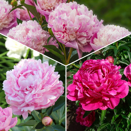 Trio rosa und rote Pfingstrosen - Bakker