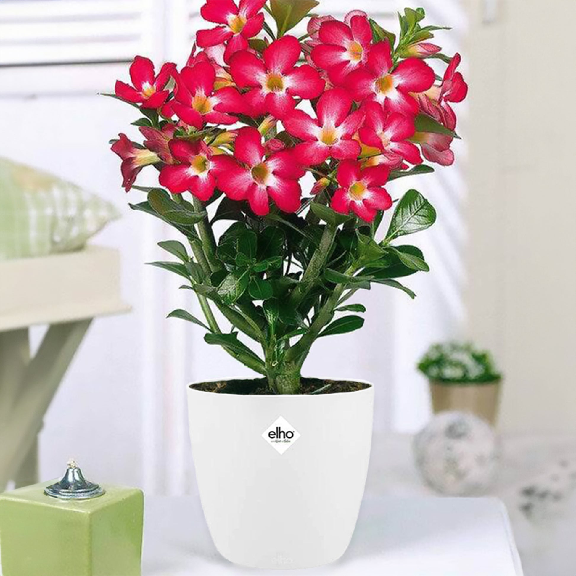 Wüstenrose in weißem Blumentopf - Bakker