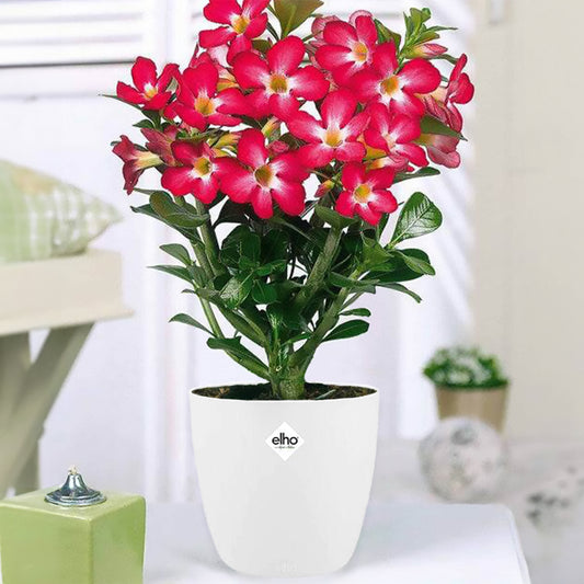 Wüstenrose in weißem Blumentopf - Bakker