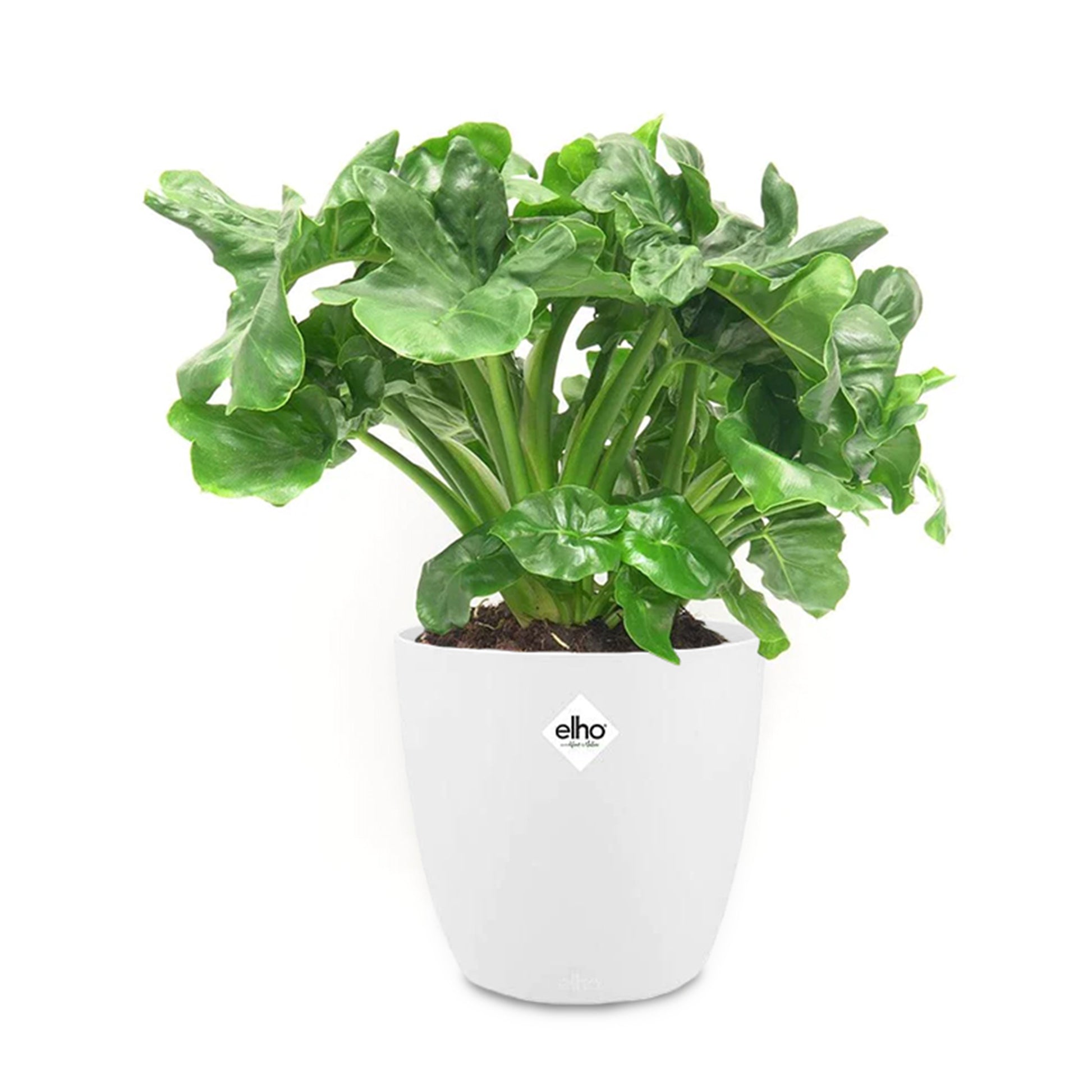 Philodendron ‘Atom’ im weißen ELHO-Übertopf - Philodendron atom - Bakker
