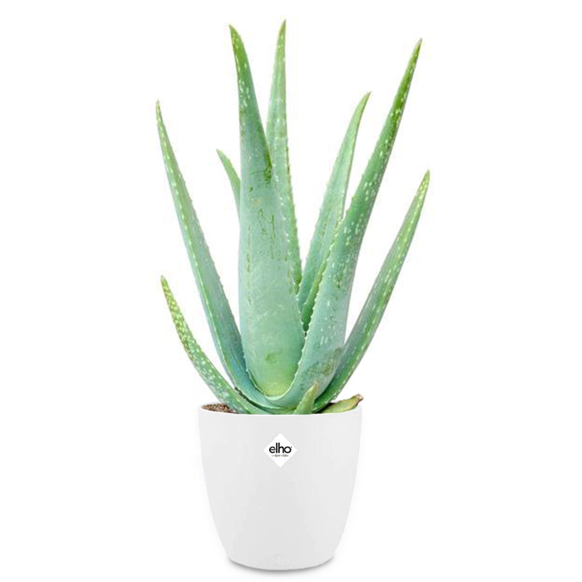 Aloe vera im weißen Übertopf ELHO - Aloe vera - Bakker