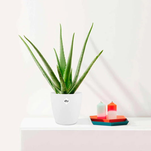 Aloe vera im weißen Übertopf ELHO - Bakker