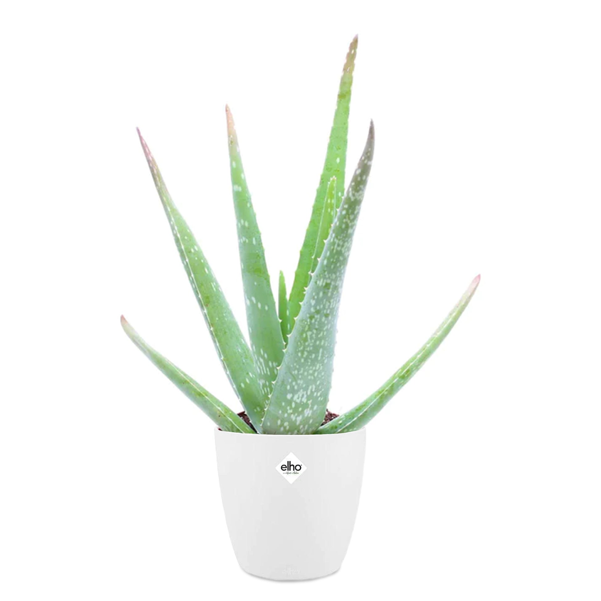 Aloe vera - Aloe vera im weißen Übertopf ELHO - Zimmerpflanzen mit Übertopf