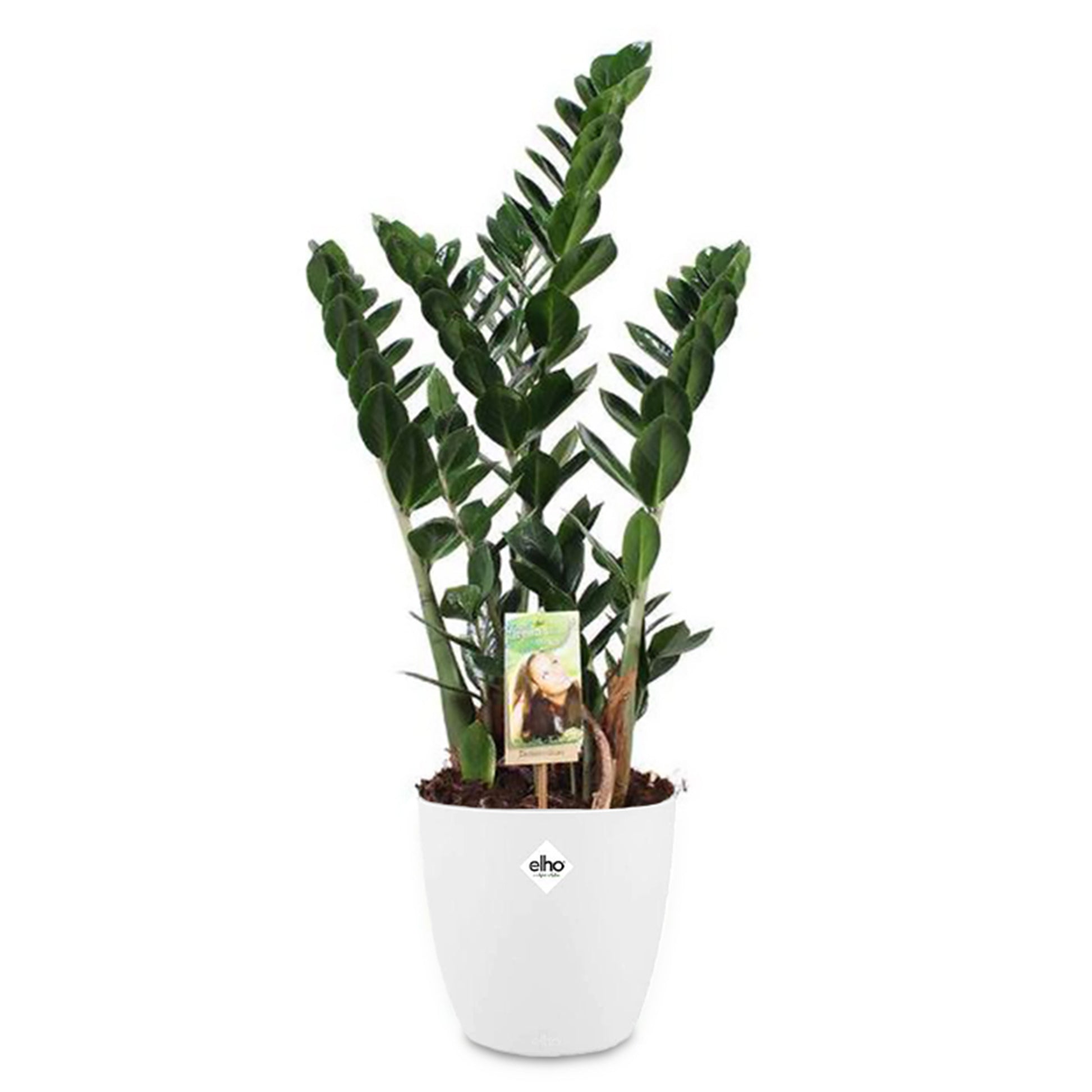 Glücksfeder in weißem Blumentopf - Zamioculcas zamiifolia - Bakker