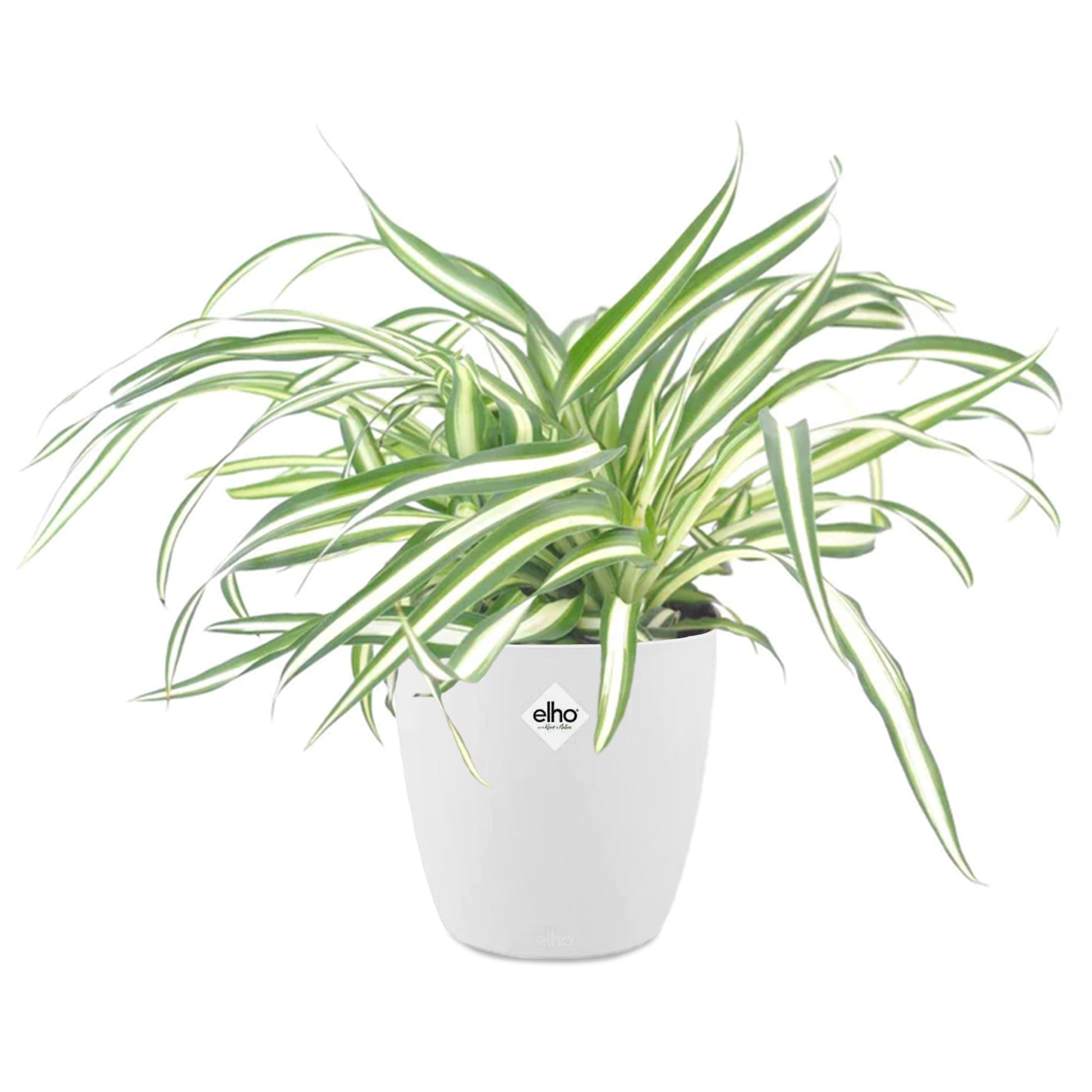 Grünlilie Atlantic in weißem Blumentopf - Chlorophytum comosum atlantic - Bakker