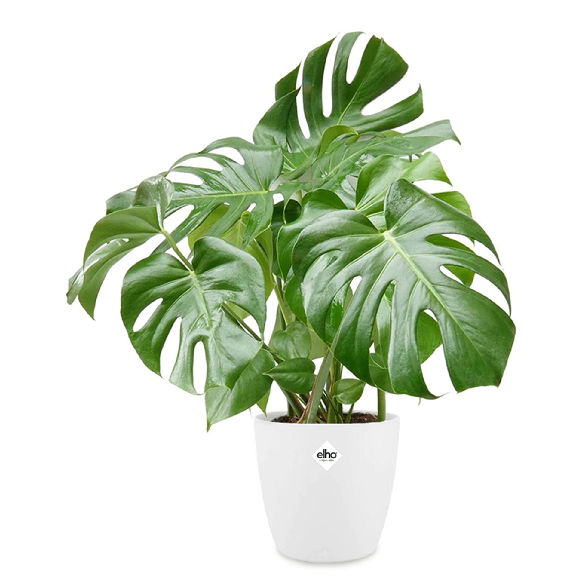 Monstera deliciosa im weißen Übertopf ELHO - Monstera deliciosa - Bakker