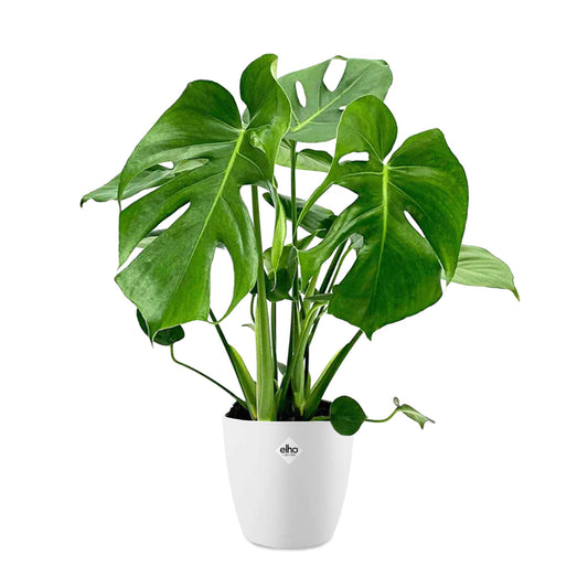 Monstera deliciosa im weißen Übertopf ELHO - Bakker