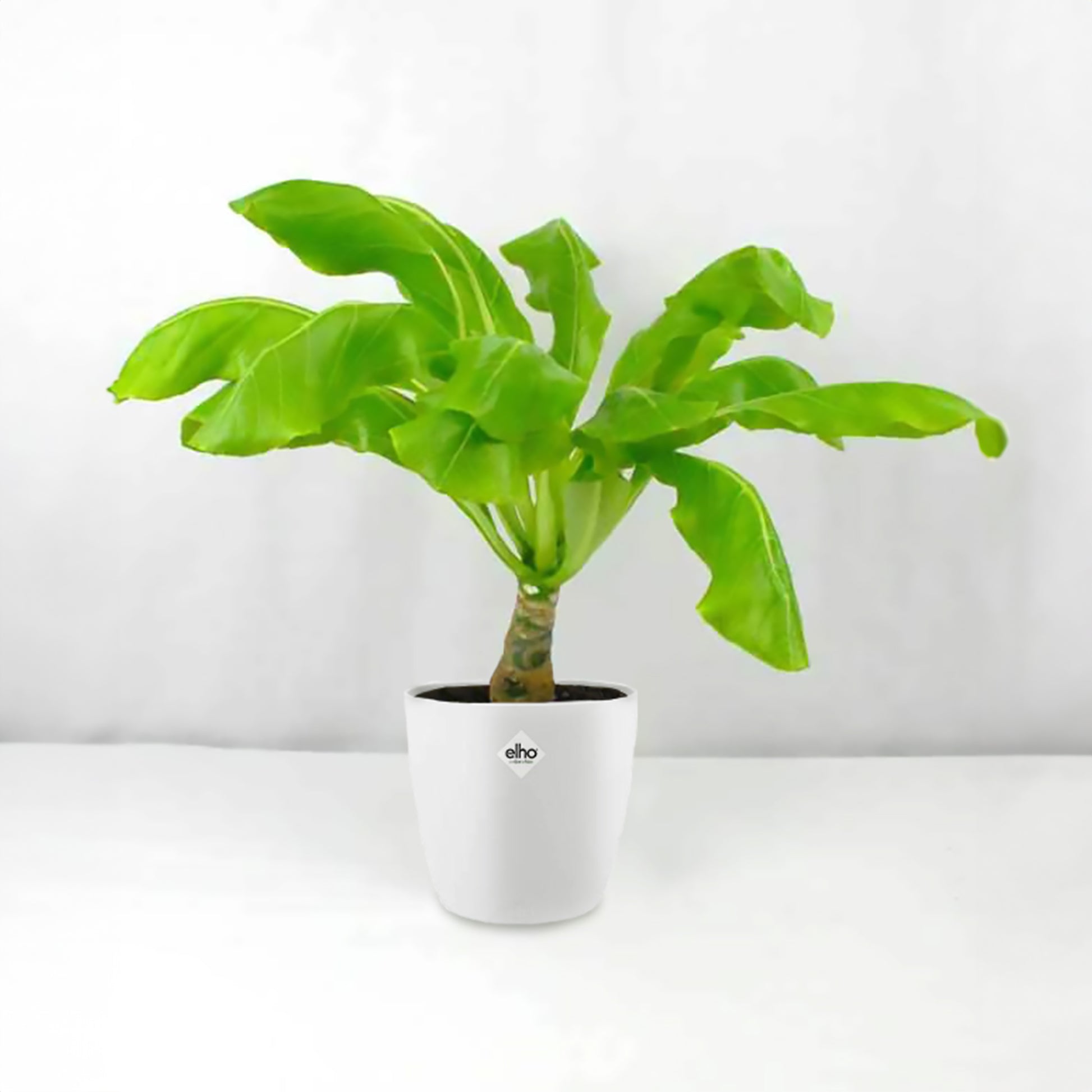 Hawaii-Palme im weißen ELHO-Übertopf - Brighamia insignis kirsten - Bakker