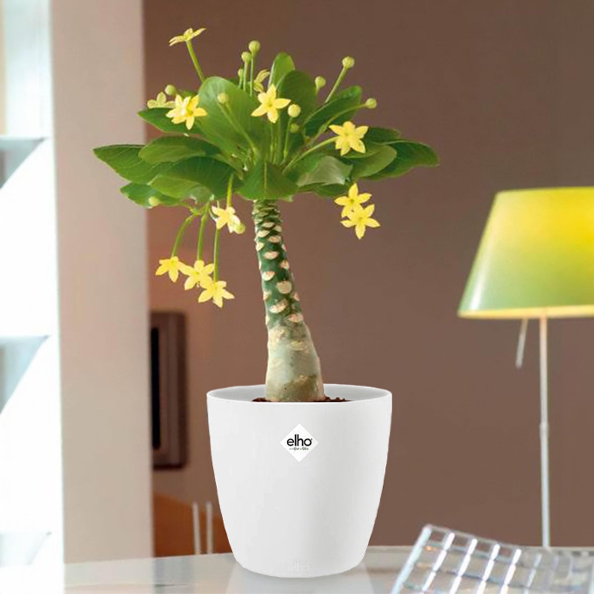 Brighamia insignis kirsten - Hawaii-Palme im weißen ELHO-Übertopf - Zimmerpflanzen mit Übertopf