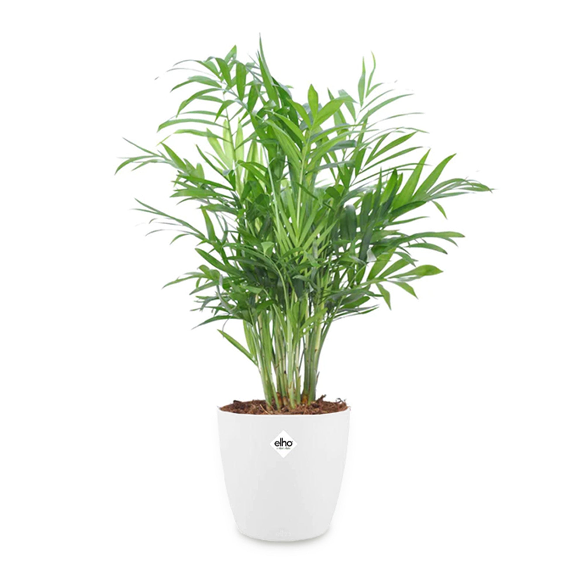 Zwergpalme in weißem Blumentopf - Chamaedorea elegans - Bakker