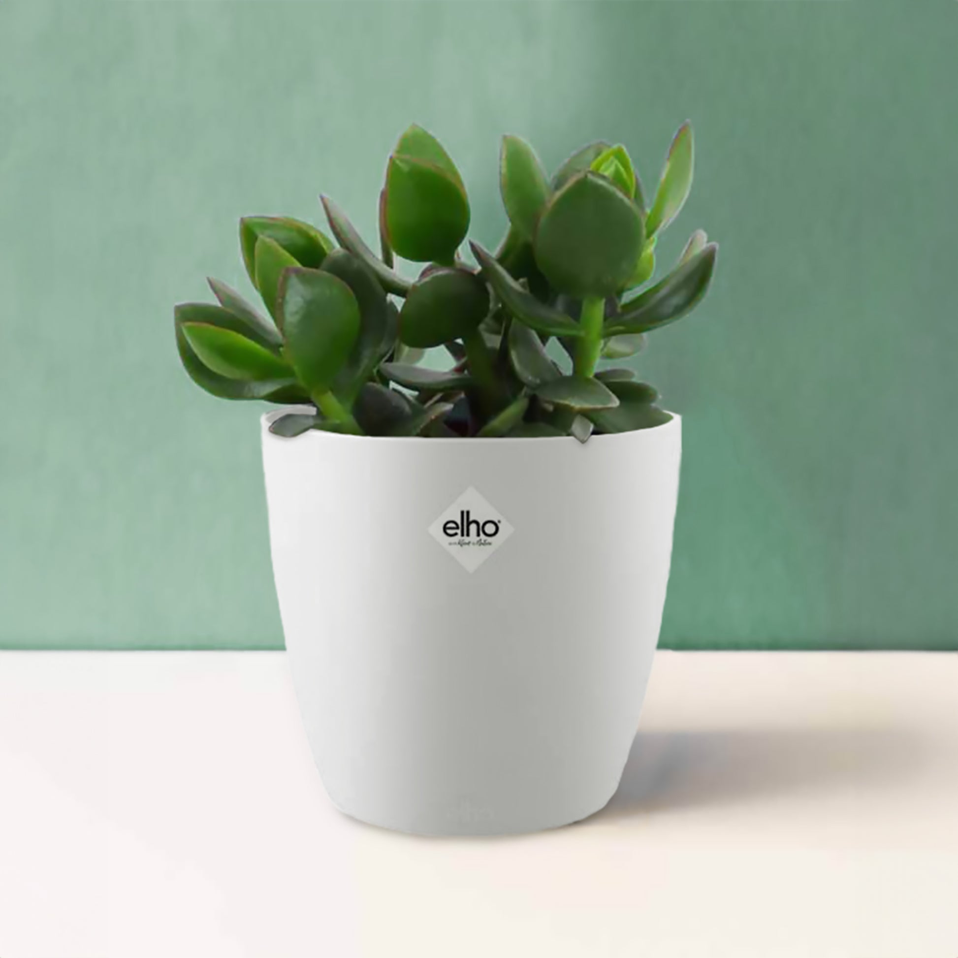 Geldbaum in weißem Blumentopf - Crassula ovata argentea - Bakker