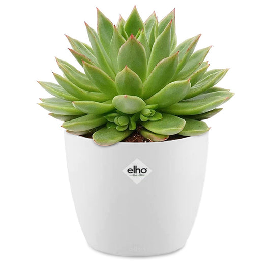 Echeveria agavoides im weißen Übertopf ELHO - Bakker