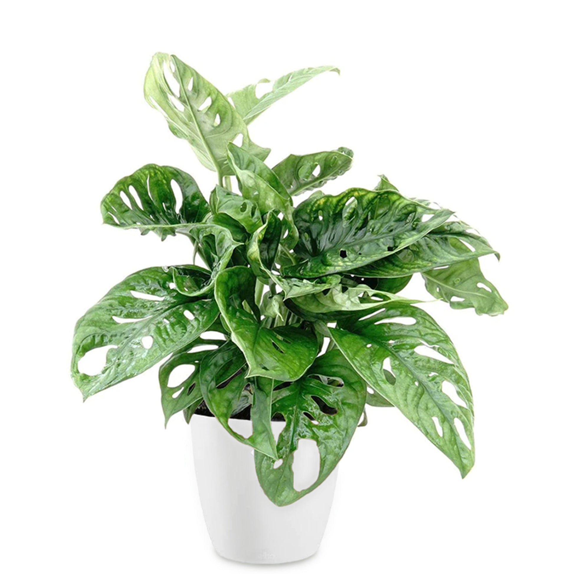 Philodendron Monstera Monkey Mask in weißem Blumentopf ELHO - Monstera deliciosa Monkey Mask - Bakker
