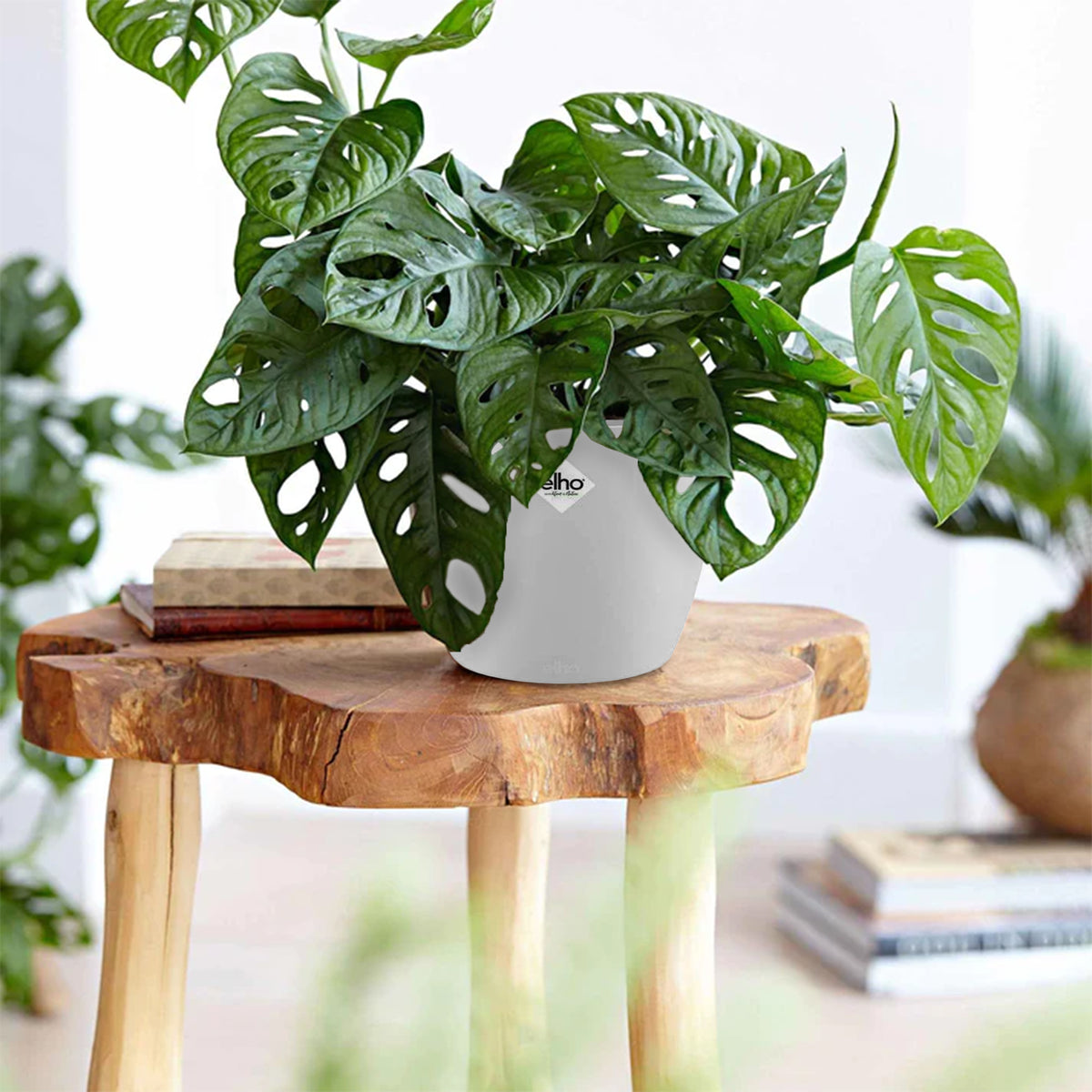 Philodendron Monstera Monkey Mask in weißem Blumentopf ELHO - Bakker