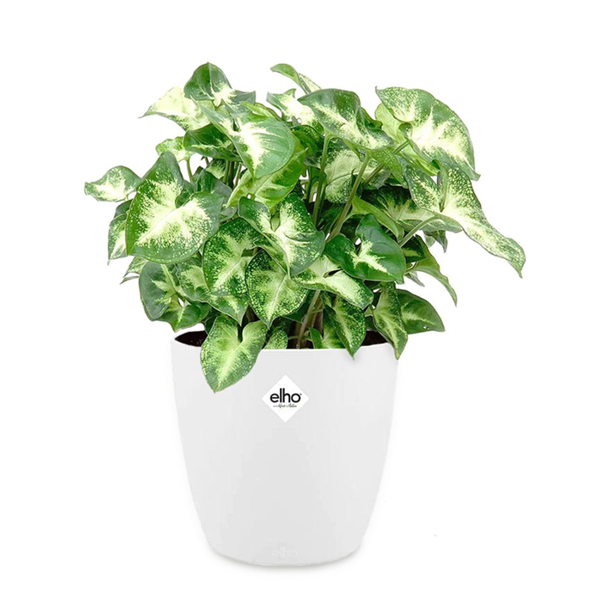 Syngonium pixie - Purpurtute in weißem Blumentopf - Zimmerpflanzen mit Übertopf