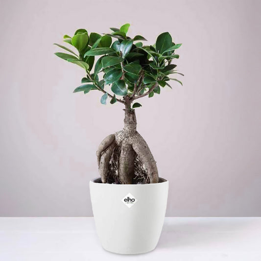 Chinesische Feige in weißem Blumentopf - Bakker