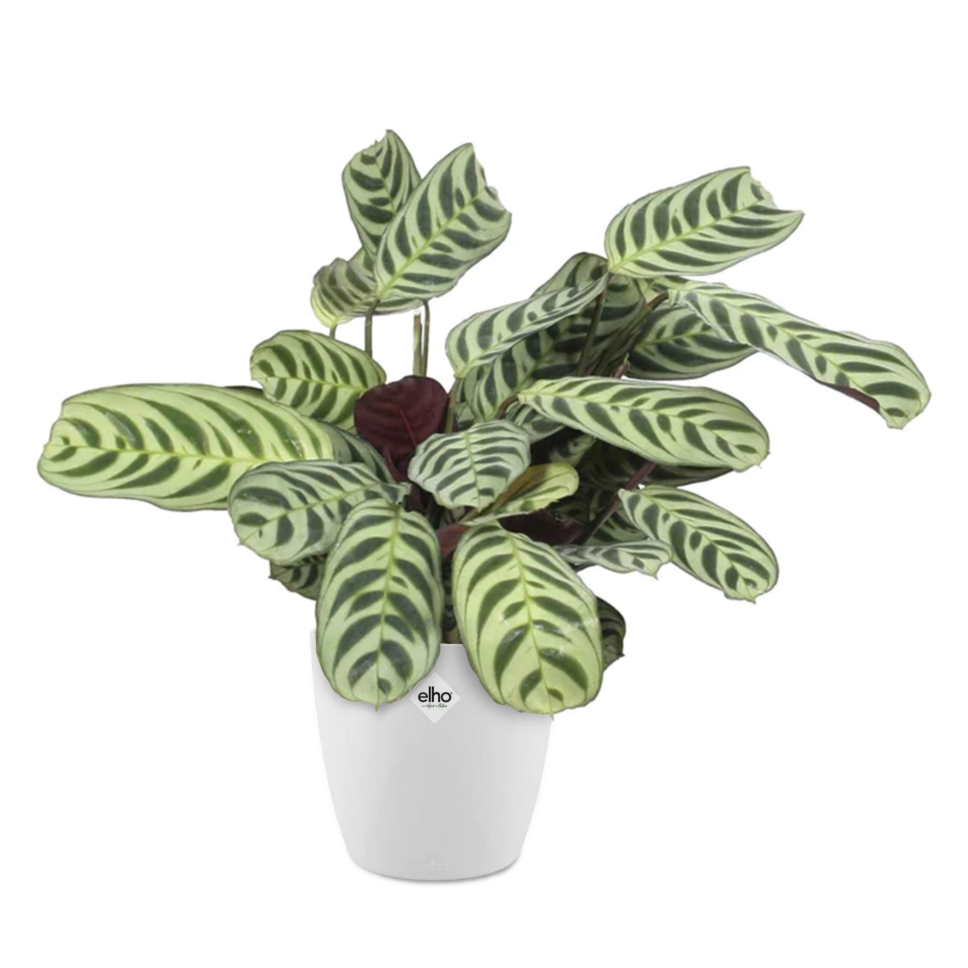 Korbmarante in weißem Blumentopf - Ctenanthe burle-marxii - Bakker