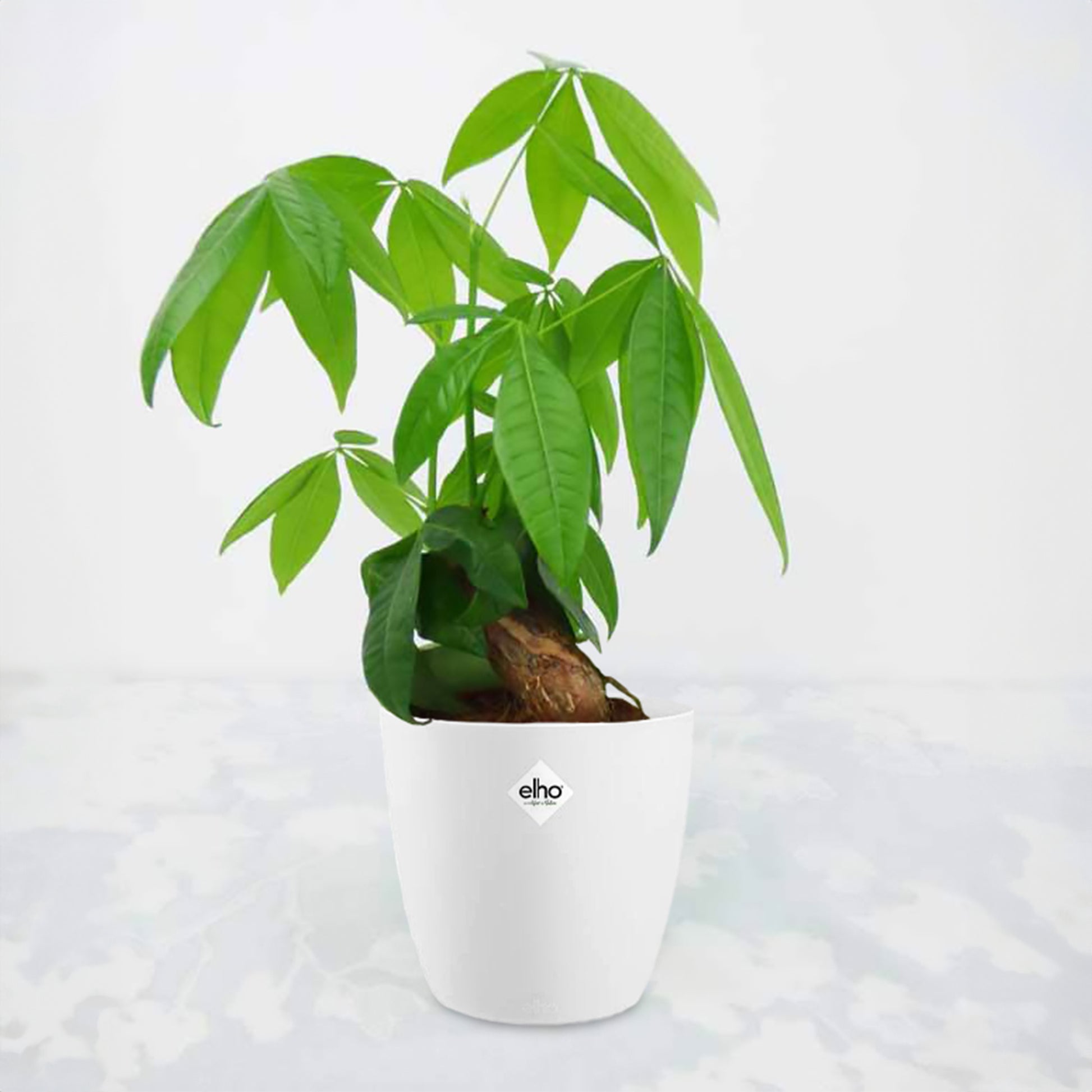 Glückskastanie in weißem Blumentopf - Bakker