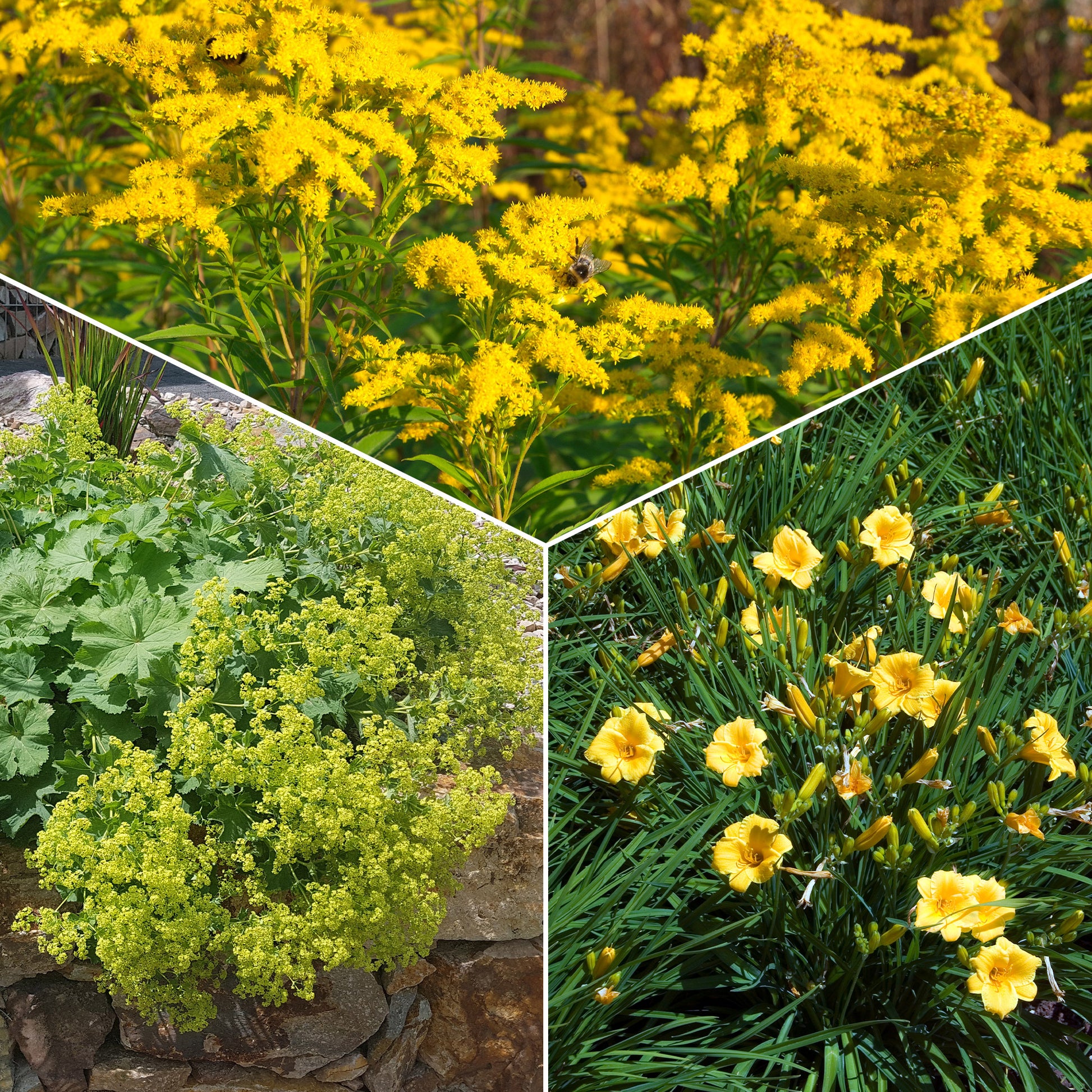 Stauden-Kollektion mit gelber Blüte (x11) - Bakker