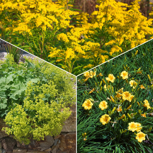 Stauden-Kollektion mit gelber Blüte (x11) - Bakker