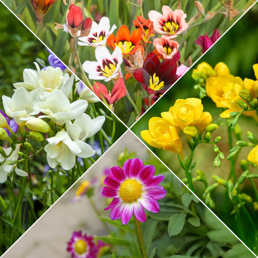 Sommerblüher-Blumenzwiebeln Mischung (x30) - Bakker