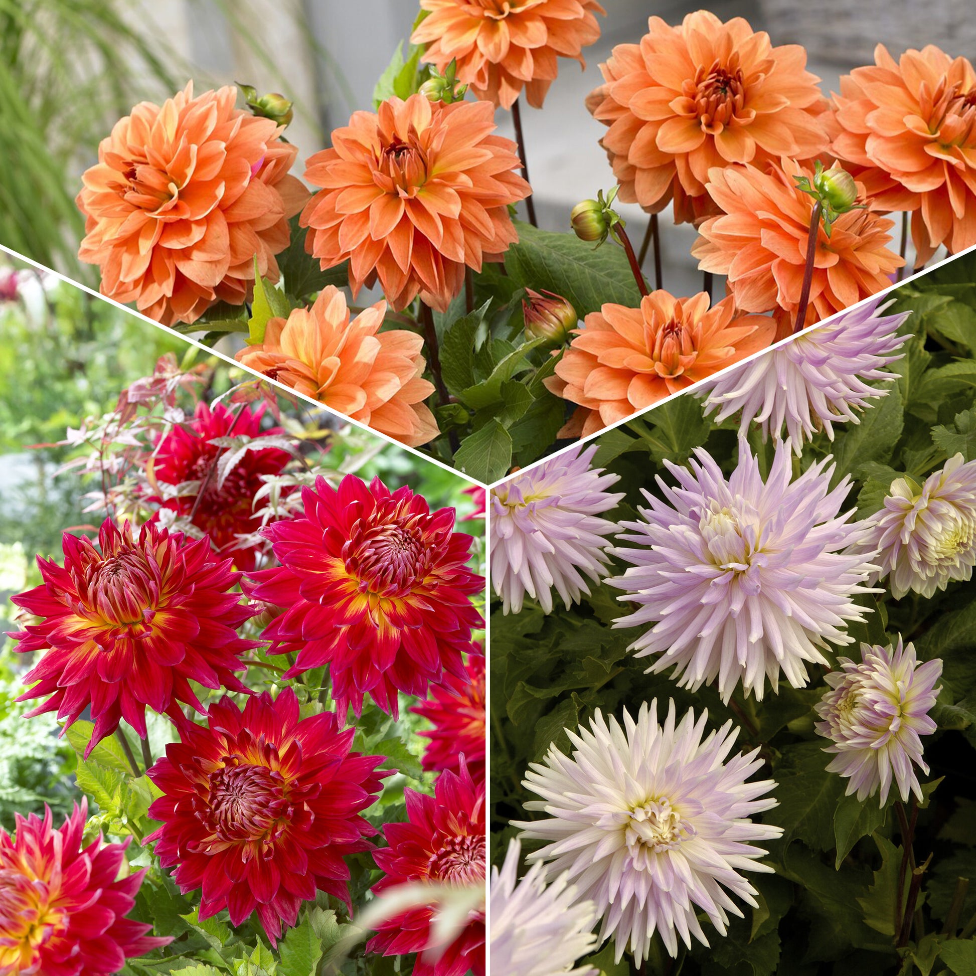 Dahlien Mischung (x5) - Bakker