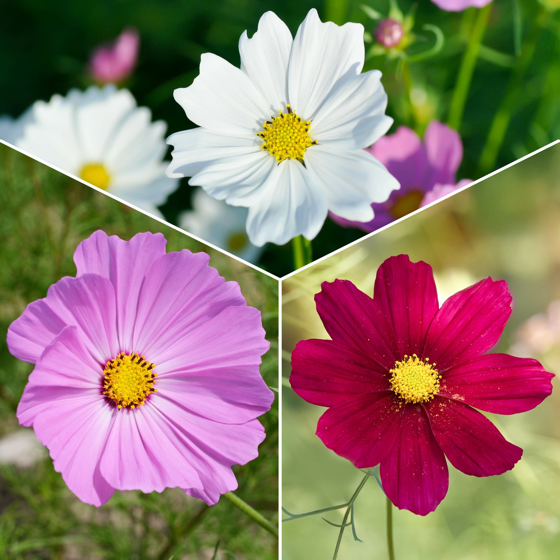 Cosmos bipinnatus - Schmuckkörbchen Sensation Mischung - Samen für essbare Blumen
