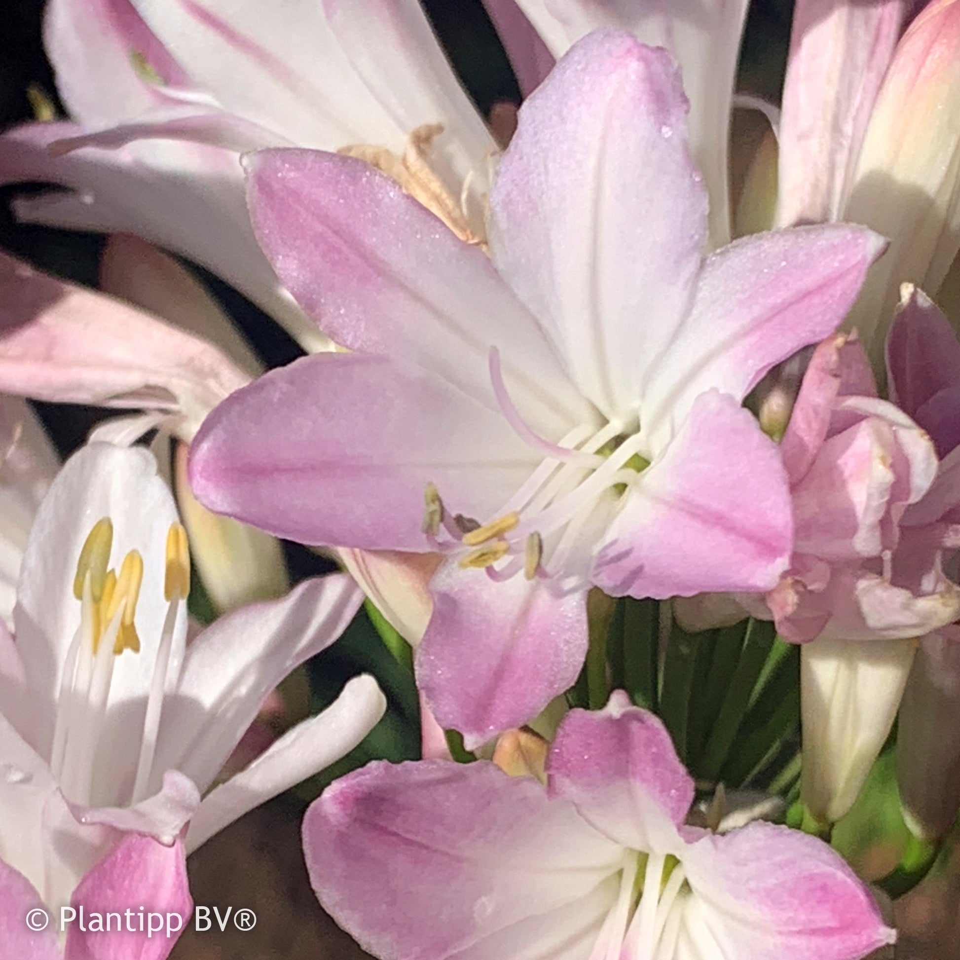 Agapanthus Blush Pink - Agapanthus Blush Pink - Bakker