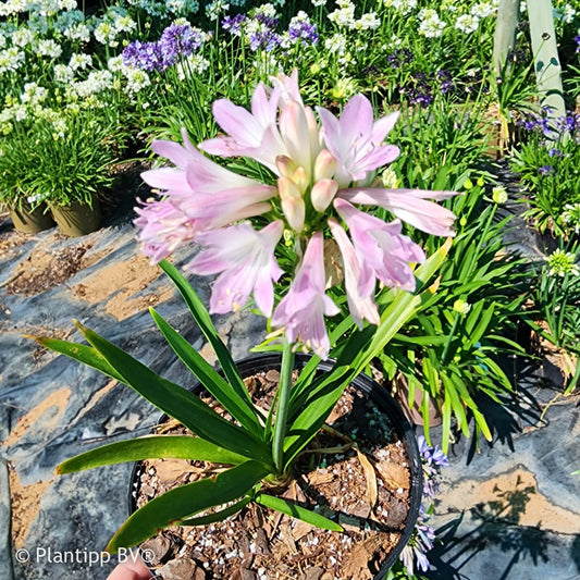 Agapanthus Blush Pink - Bakker