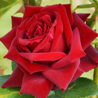 Beetrose ‘Grande Amore®’ - Rosa Grande Amore ® - Bakker