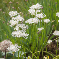 Allium neapolitanum - Zierlauch (Neapel) (x50) - Allium-Zwiebeln
