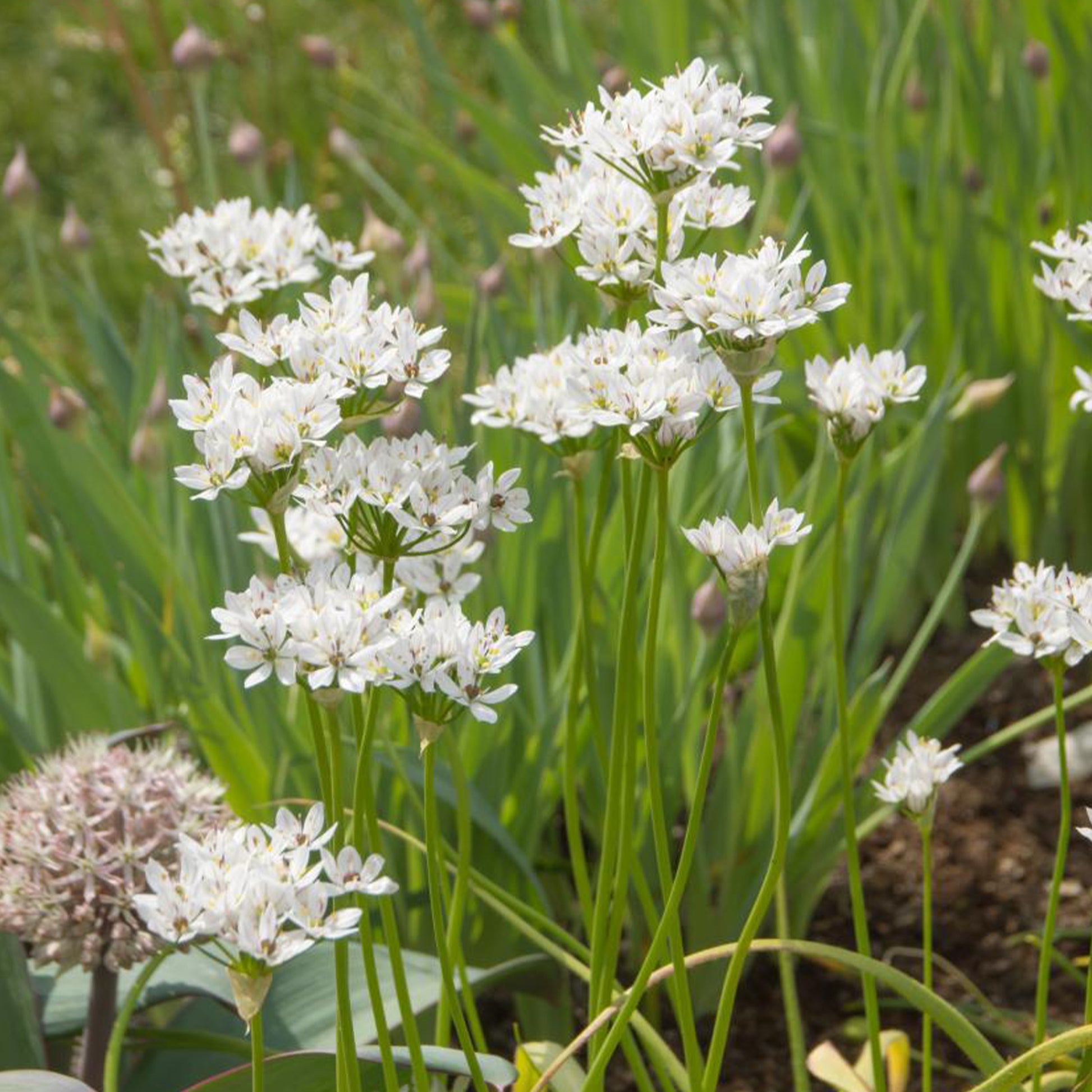 Allium neapolitanum - Zierlauch (Neapel) (x50) - Allium-Zwiebeln