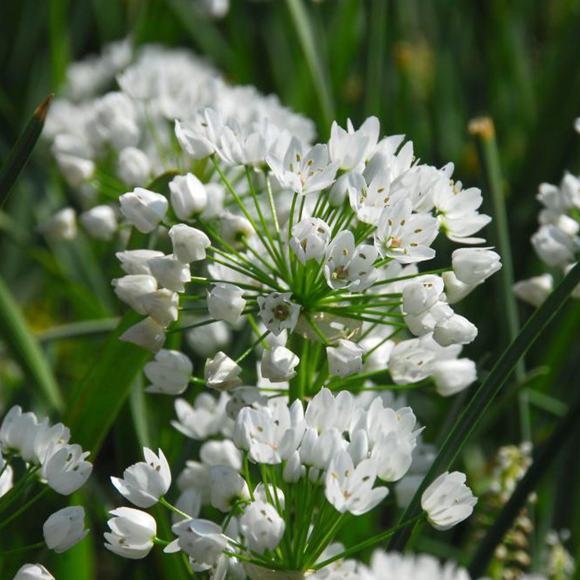 Zierlauch (Neapel) (x50) - Allium neapolitanum - Bakker