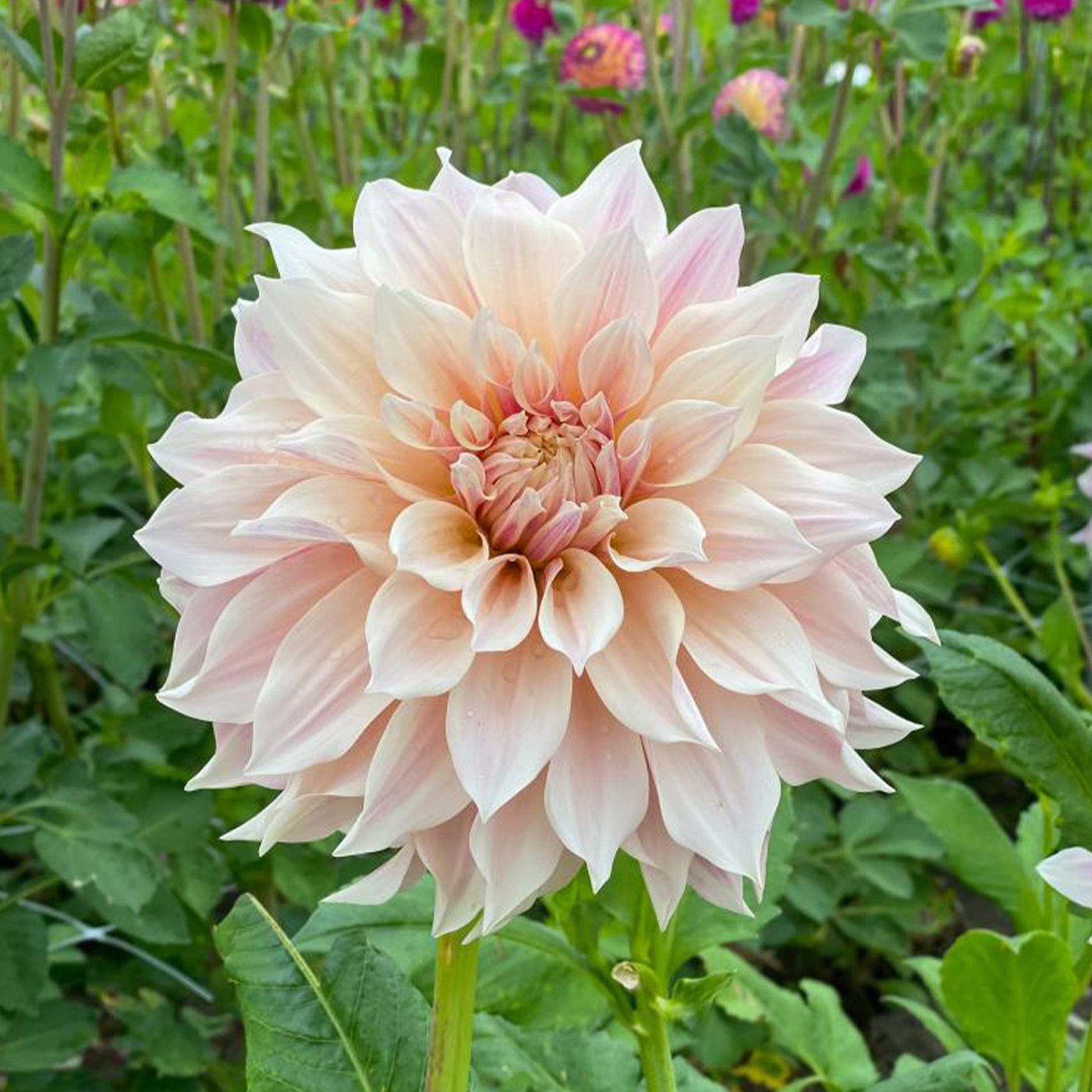 Dahlien-Zwiebeln - Dahlie ‘Cafe au Lait’ (x3) - Dahlia Café au Lait