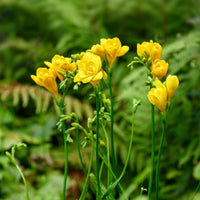 25 doppelte gelbe Freesien - Freesia Double Jaune - Bakker