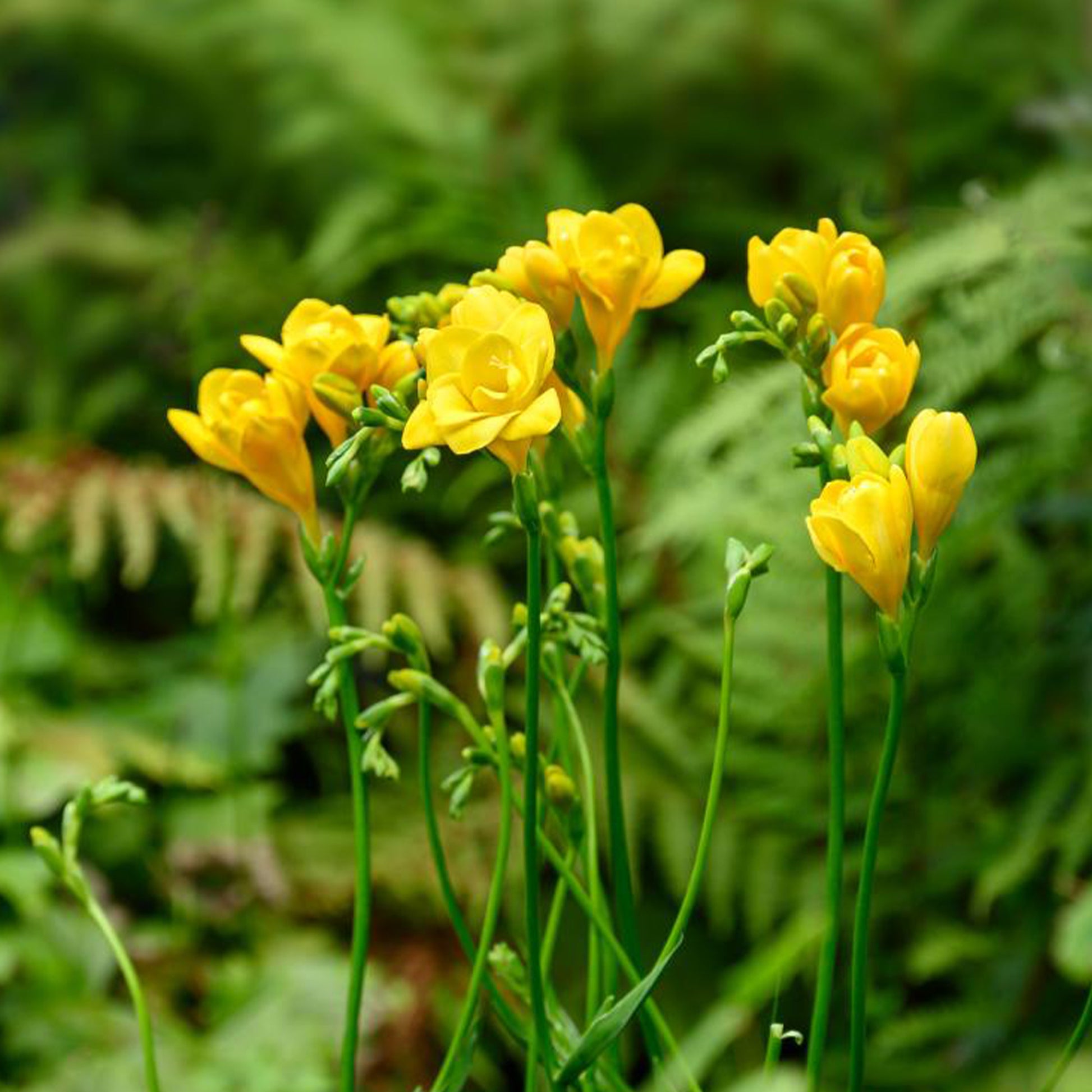 25 doppelte gelbe Freesien - Freesia Double Jaune - Bakker