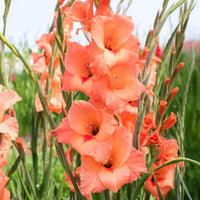 Gladiolen ‘Peter Pears’ (x25) - Gladiolus Peter Pears - Bakker