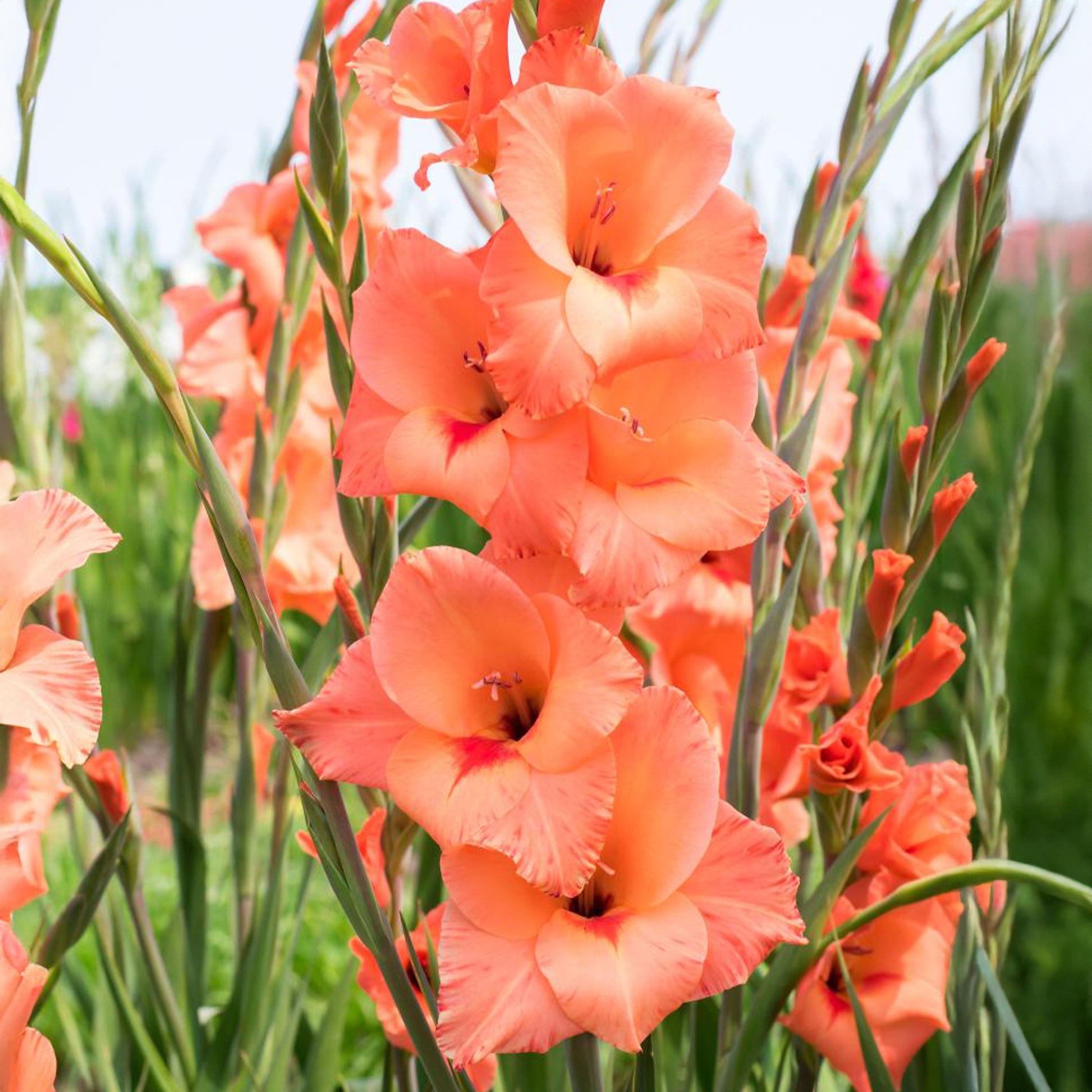 Gladiolen ‘Peter Pears’ (x25) - Gladiolus Peter Pears - Bakker