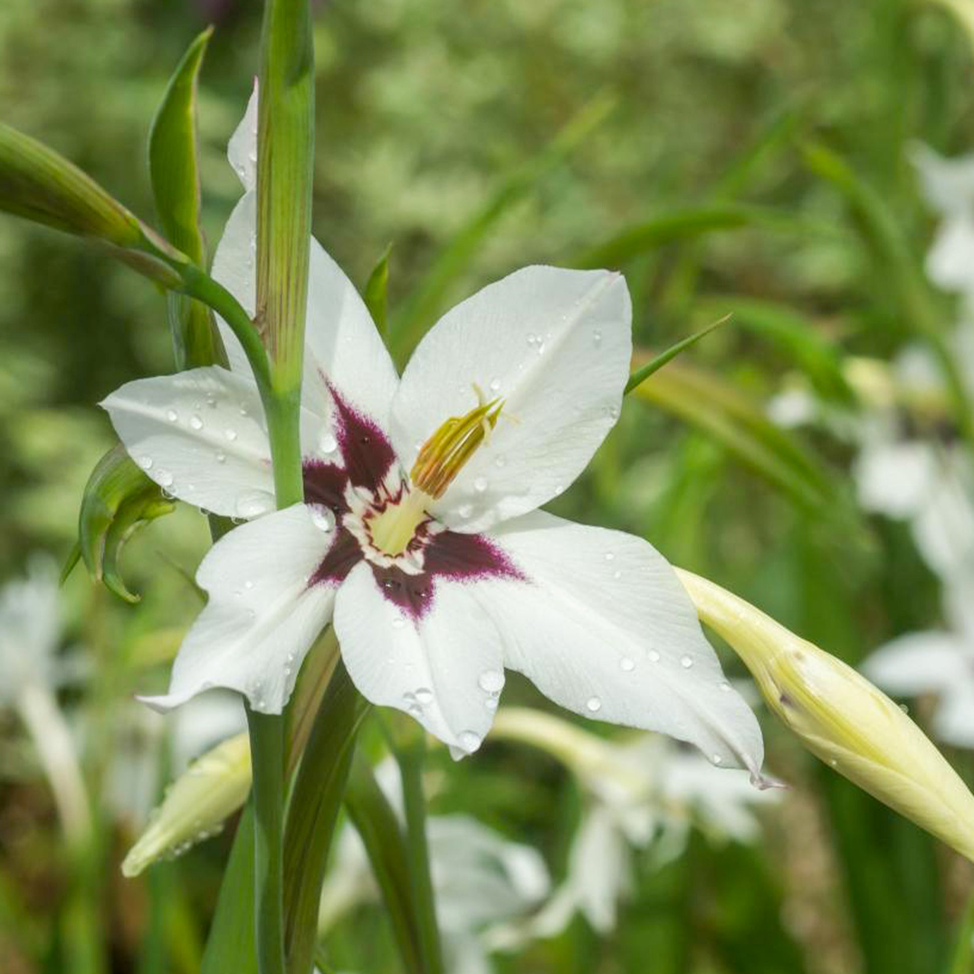 Gladiolus callianthus - Abyssinische Gladiole (x30) - Gladiole-Zwiebeln
