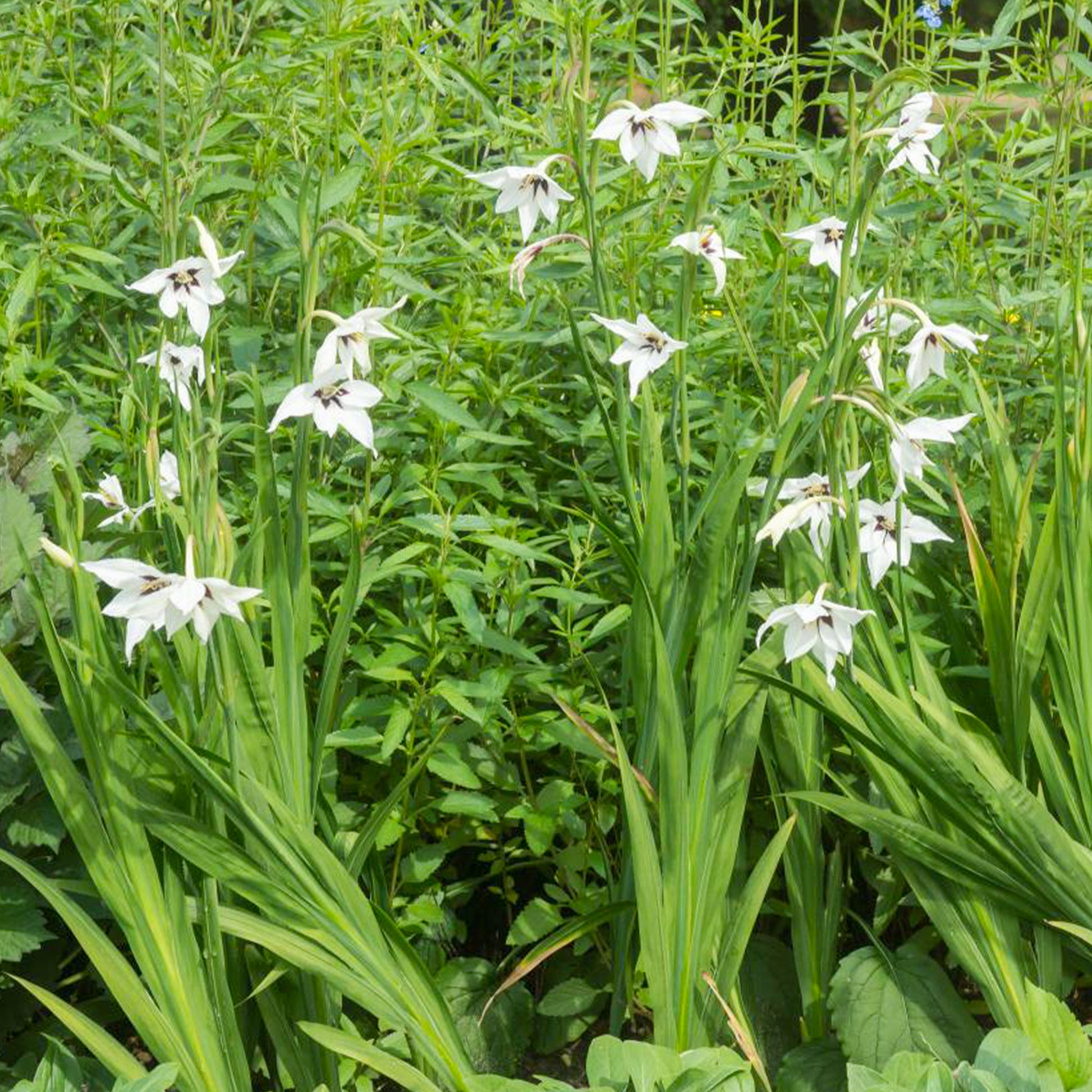 Abyssinische Gladiole (x30) - Gladiolus callianthus - Bakker
