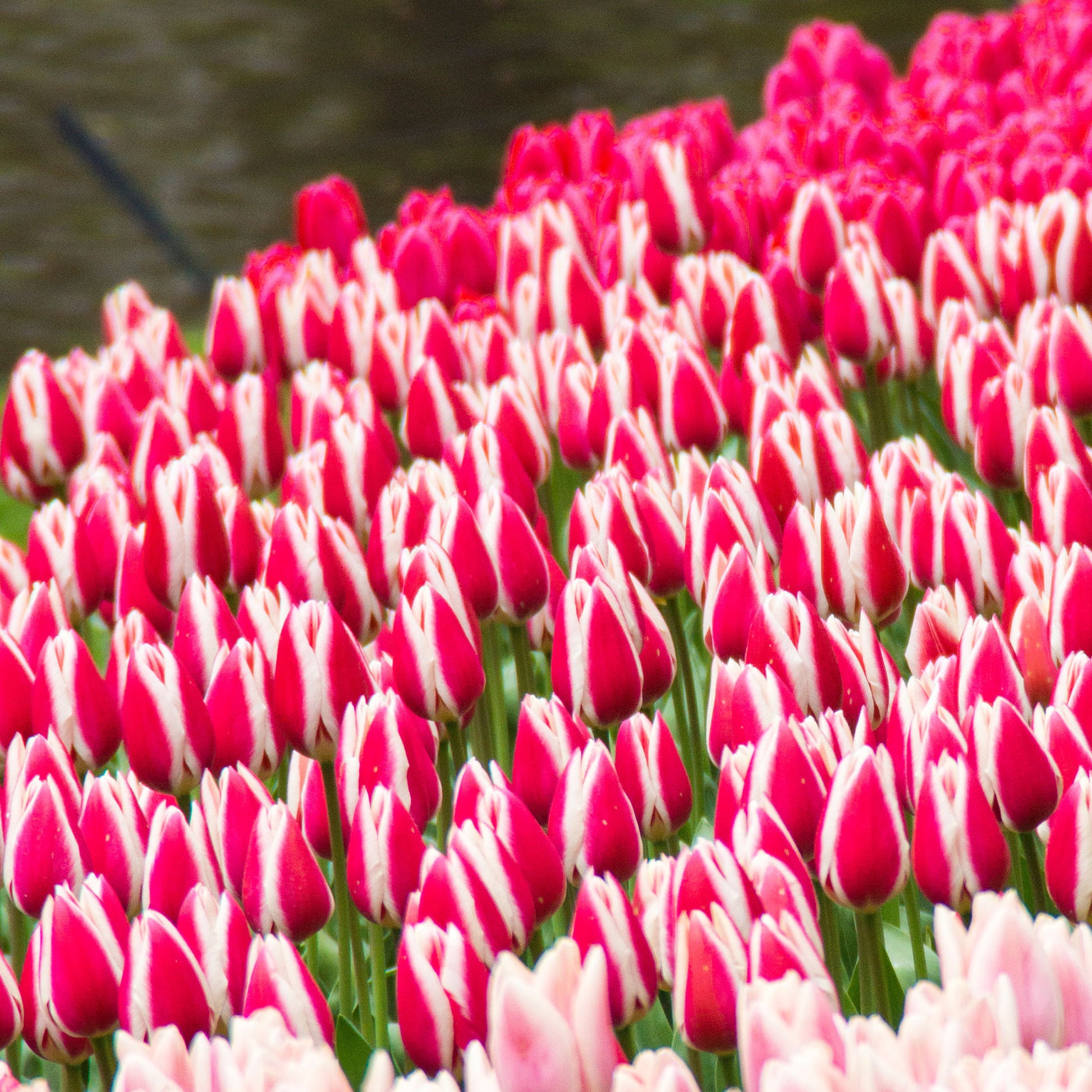 8 Darwin-Tulpen Candy Apple Delight - Bakker
