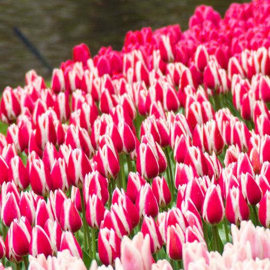 8 Darwin-Tulpen Candy Apple Delight - Bakker