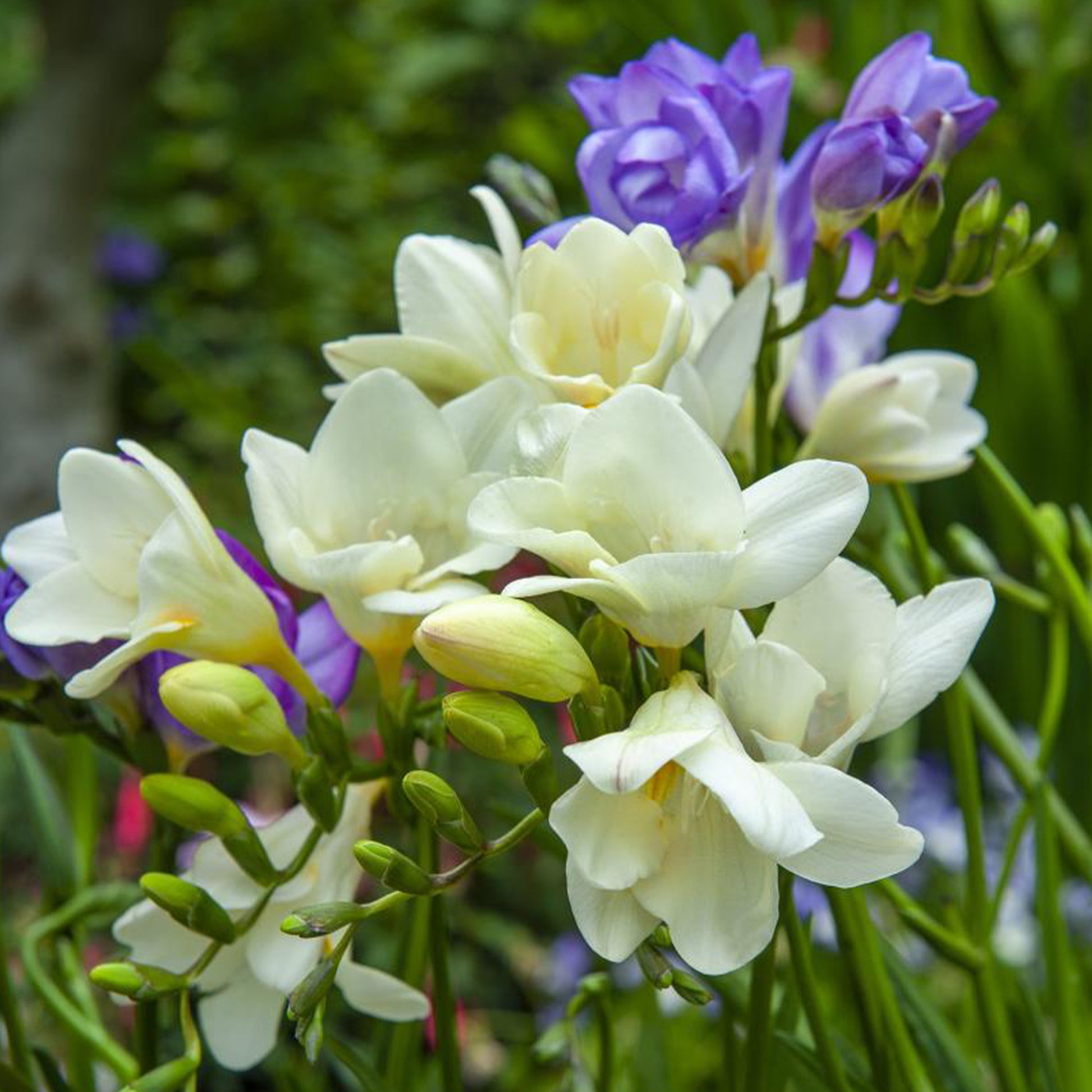 Verkauf Sommerblüher-Blumenzwiebeln Mischung (x30) - Freesia, sparaxis, dahlia