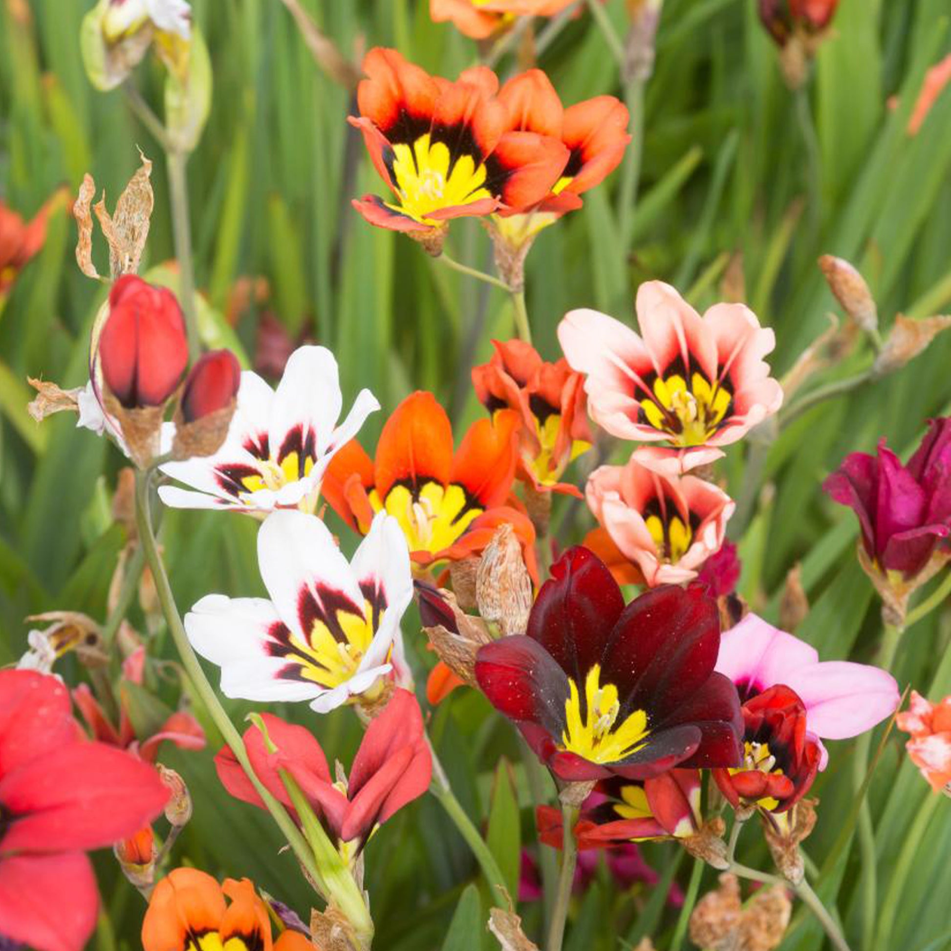 Zwiebelpaket für Beete - Sommerblüher-Blumenzwiebeln Mischung (x30) - Freesia, sparaxis, dahlia